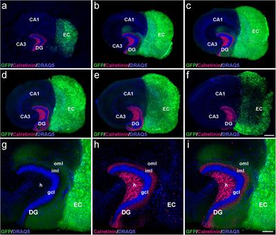 Re-innervation of the Denervated Dentate Gyrus by Sprouting Associational and Commissural Mossy Cell Axons in Organotypic Tissue Cultures of Entorhinal Cortex and Hippocampus